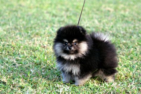 Miniature Black Pomeranian