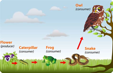 Free Food Chain Cliparts, Download Free Food Chain Cliparts png images ...