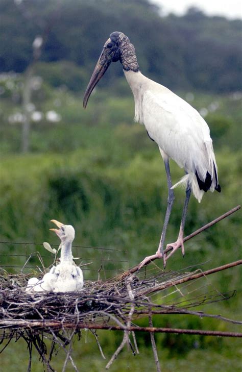 Imagine if Harris County's endangered animals made a comeback