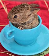 Image result for Baby Tea Cup Animals