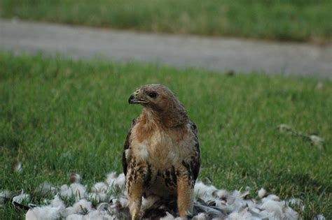 11 Types of Hawks in Arizona (With Pictures)