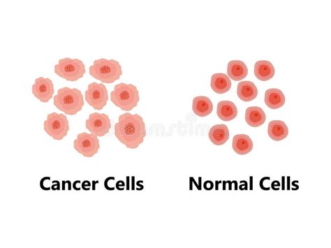 Image result for Normal vs Cancer Cells