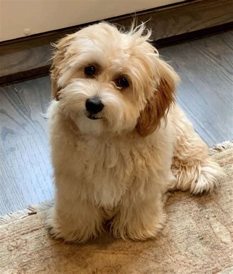 Image result for Havapoo Information