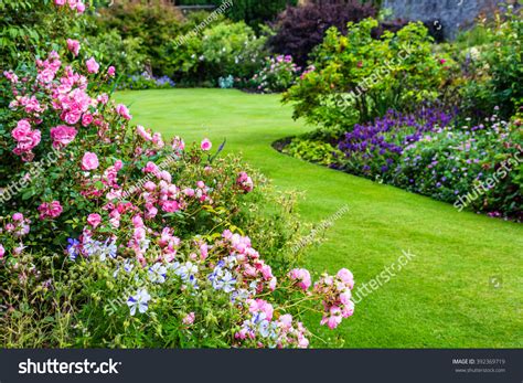 Beautiful Light Pink Rose Garden Stock Photo (Edit Now) 392369719
