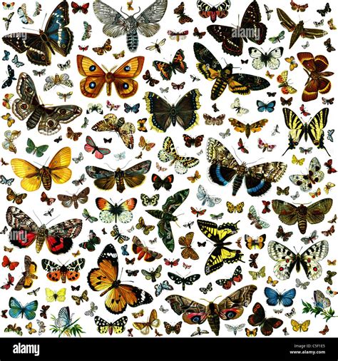 Image result for Butterfly Collage