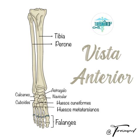 Huesos de la Pierna y Pie: Vista Anterior | Anatomía del tobillo ...