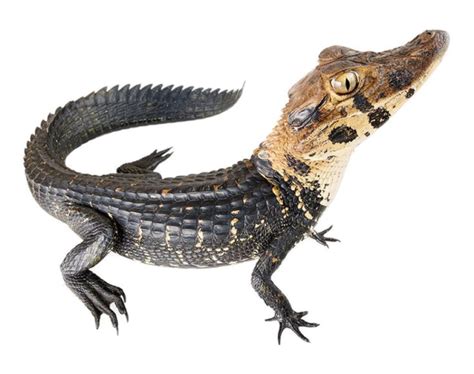 High-Quality Crocodile PNG Clipart For Designers - Photo #467 - BiNps ...