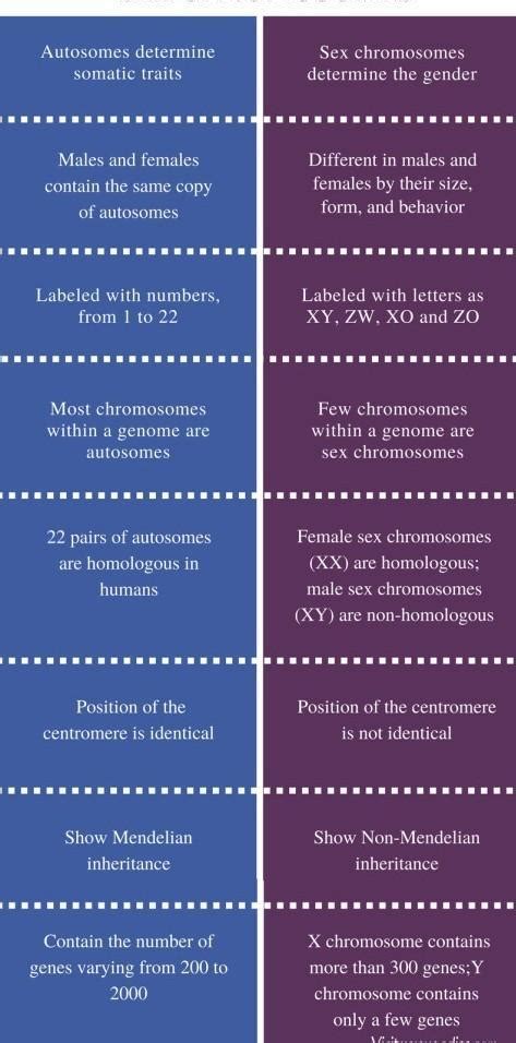 What is the major difference between autosomes and sex chromosomes ...
