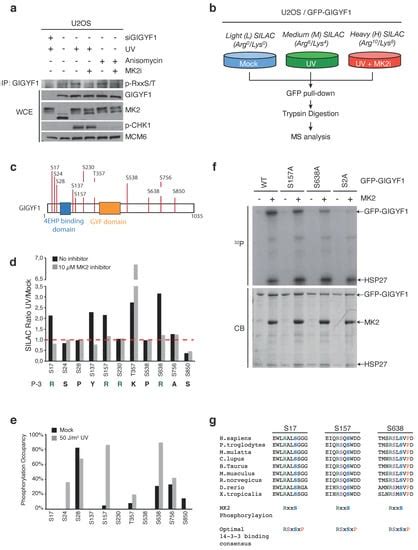 Regulation of the Golgi Apparatus by p38 and JNK Kinases during ...