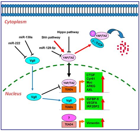 The TEAD Family and Its Oncogenic Role in Promoting Tumorigenesis