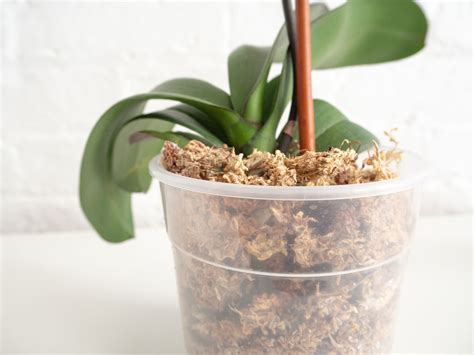How To Look After Orchids In Winter: A Practical Guide