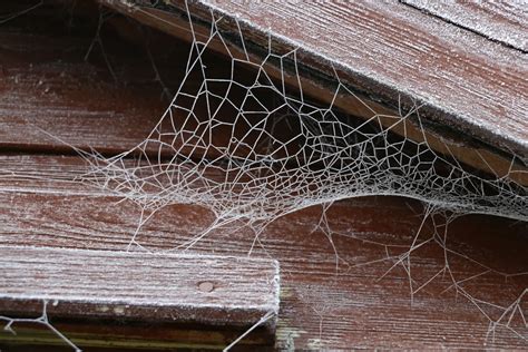 Eight Effective Ways to Keep Spiders at Bay: Your Ultimate Guide to Spider Control - Rowlett ...