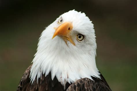 American Images Of Bald Eagles