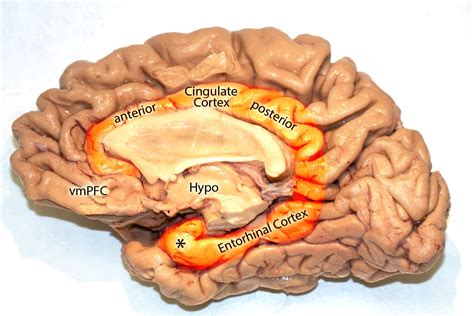 Cingulate cortex Disorders 的图像结果