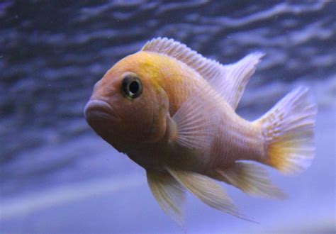 Red Zebra Cichlid - Serene Aquarium