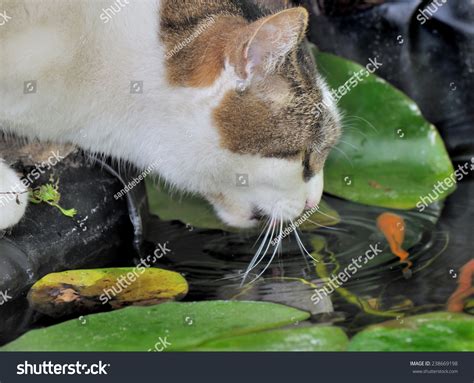 Can Cats Eat Goldfish