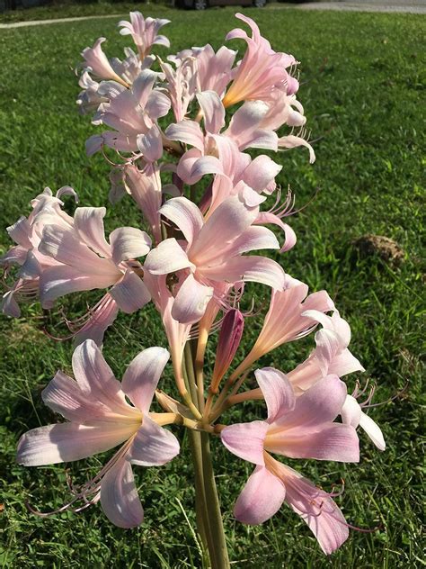 Pink Spider Lily Bulbs: Resurrection Surprise Lily, Sri Lanka | Ubuy