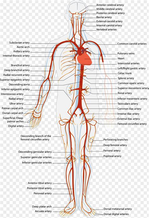 Blood Arteries And Veins Circulatory System Artery Human Body PNG Image ...
