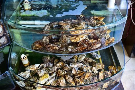 北戴河带什么礼物最新素材