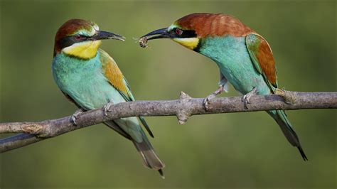 Download Bee-eater Animal European Bee-eater HD Wallpaper