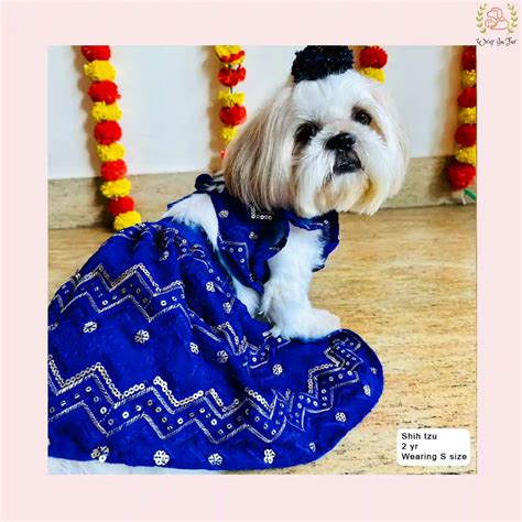 Blue Dog Lehenga Choli – Wrapinfur