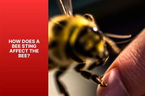 Do Bees Die After They Sting?