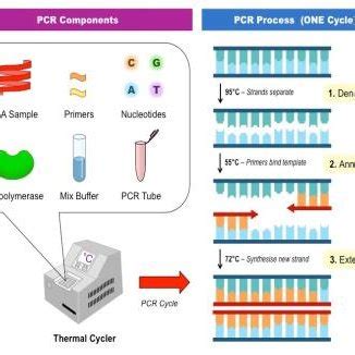 qPCR 的图像结果