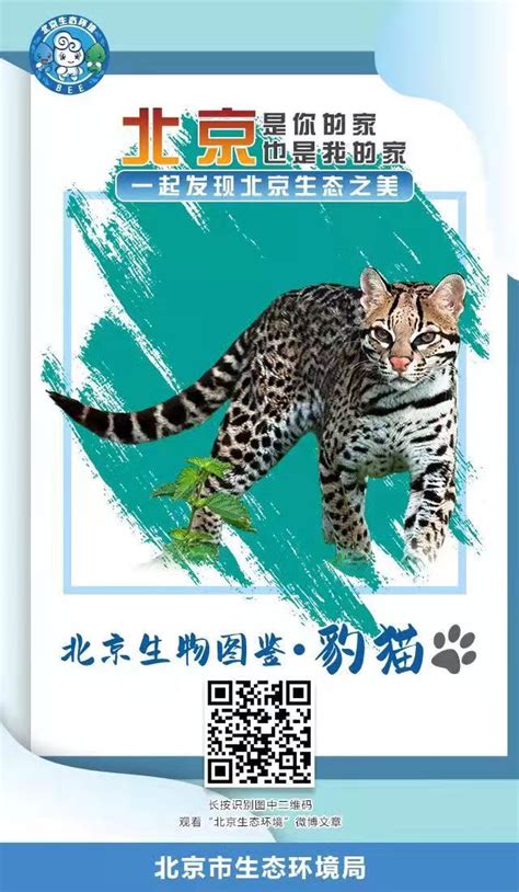 “北京生物图鉴”开始连载，第一期：野生猫科动物·豹猫_北京日报APP新闻