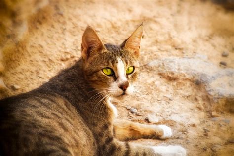 Arabian Mau Cat Breed Information & Characteristics