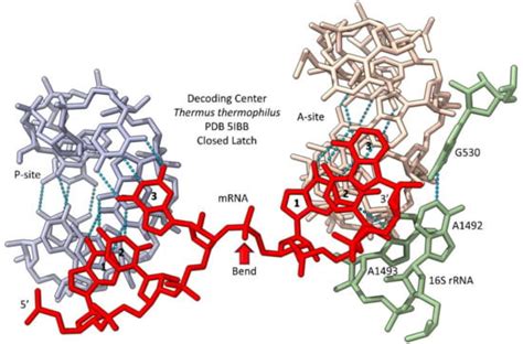 “Superwobbling” and tRNA-34 Wobble and tRNA-37 Anticodon Loop ...