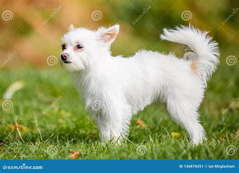 White Chihuahua Yorkie Mix