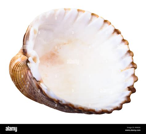 Image result for Clam Inside Shell Empty