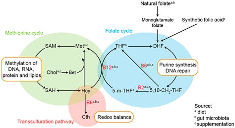 Image result for Purine Synthesis Folate