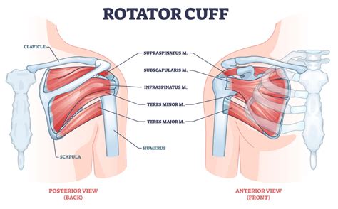 Image result for Left Rotator Cuff