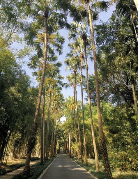 西双版纳热带植物园特点介绍,西双版纳问题,马尔代夫旅游 - wee旅