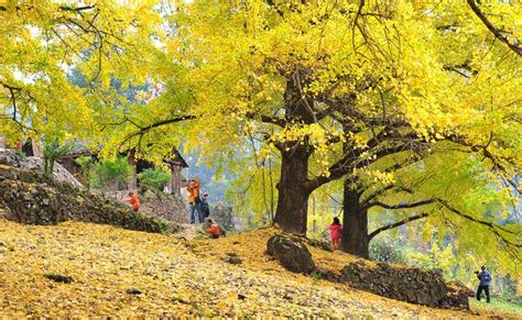 中国五大最古老银杏树，全国最大的银杏树在哪里