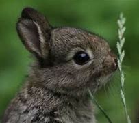 Image result for Bunny Smelling Flowers