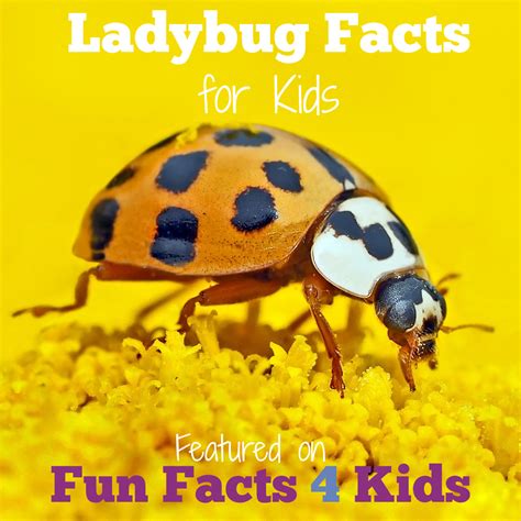 Fascinating and Fun Ladybug Facts for Kids - Fun Facts 4 Kids