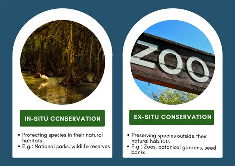 In-Situ vs Ex-Situ Conservation: What’s The Difference And Why Both ...