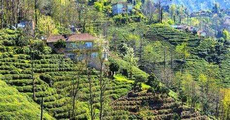 16 Most Beautiful Places To Visit In Palampur In 2023!