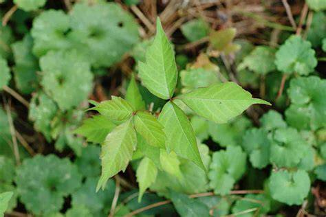 How To Remove Poison Ivy from Clothes? (Step-by-Step Guide)