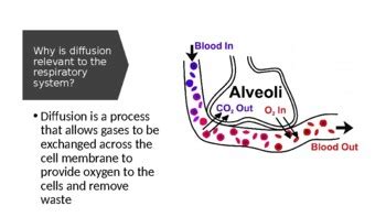 Image result for Diffusion Respiratory System