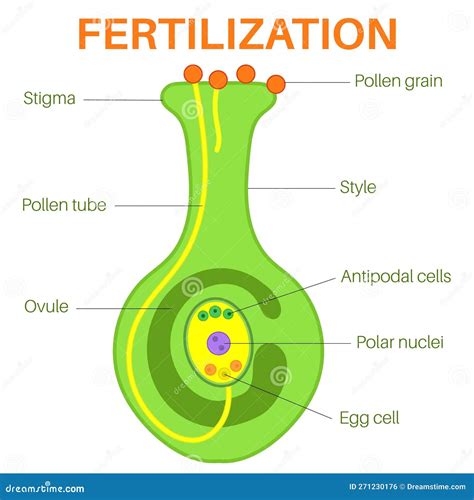 Plant Ovule
