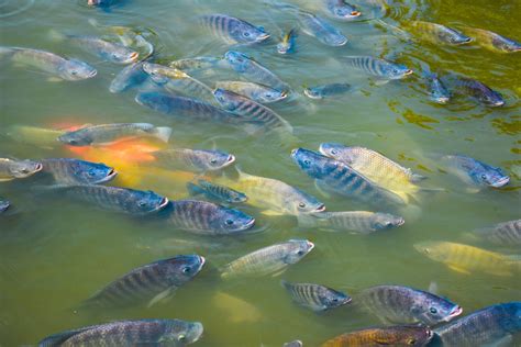 How Fish Reproduce