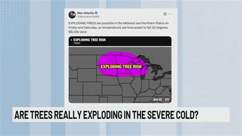 Are trees 'exploding' due to the severe cold?