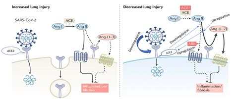 Repurposing of ACE-I/ARBs in Treatment of COVID 19 Infection - Pharmintel