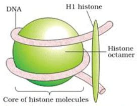 Short and Long Question Answers with Solution: Molecular Basis of ...