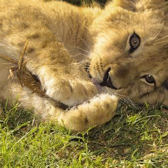 Flipper Zero Starter Kit - Flipper Zero | 32GB Micro SD Card up to ...