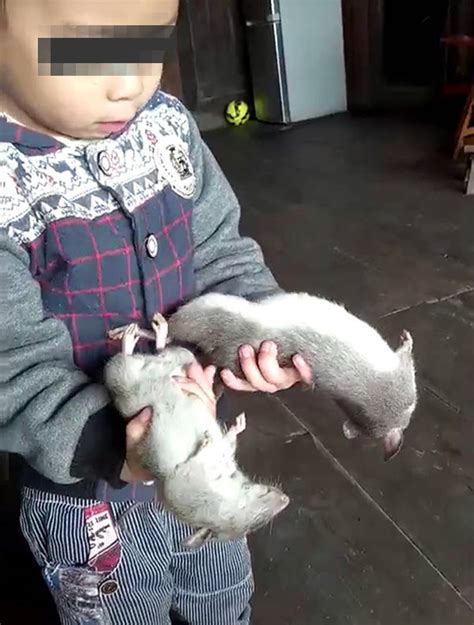 老鼠正在给鼠宝宝喂奶，也不知道怎么钻进去的，想要把它们给救出来！_腾讯视频