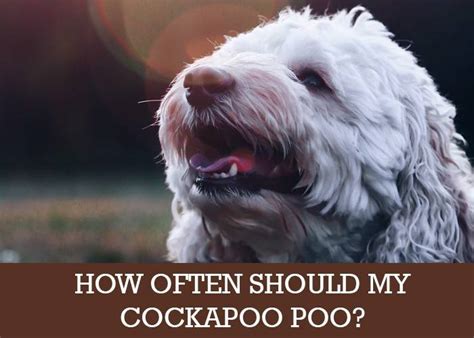 Image result for Cockapoo Poo